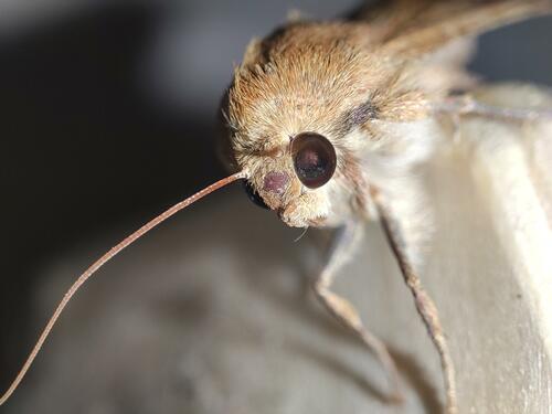 Moth macro